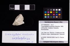 Foto (Objekt + Etikett) von Cracensigillatus acutirostris (Moericke, 1889)  (NHMW-GEO-2017-0089-0022)